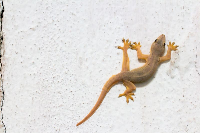 Lizard Removal