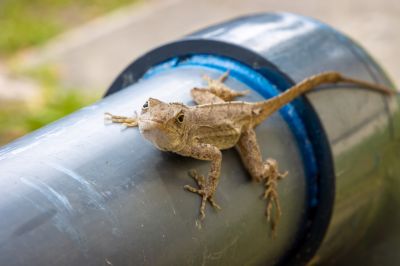 How Lizards Enter Through Doors, Windows, And Vents