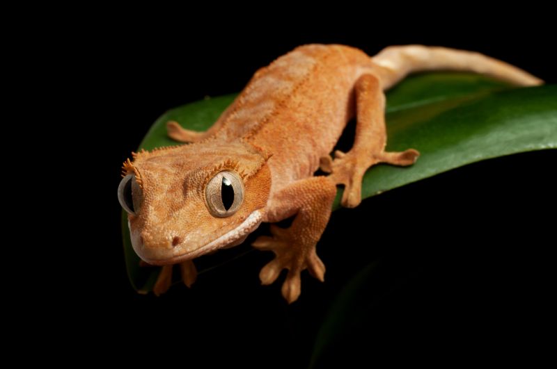 Lizard Removal Cost Guide — Cost of Lizard Removal