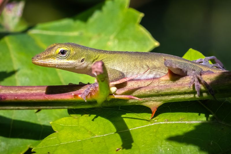 Lizard Removal Cost Guide — Cost of Lizard Removal