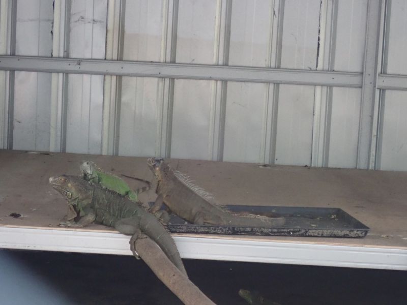 Lizard Removal Cost Guide — Cost of Lizard Removal