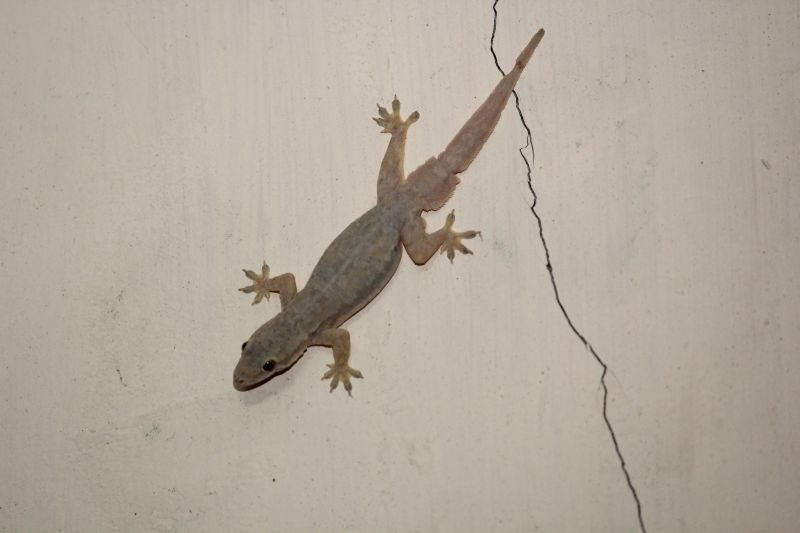 Lizard Removal Cost Guide — Cost of Lizard Removal