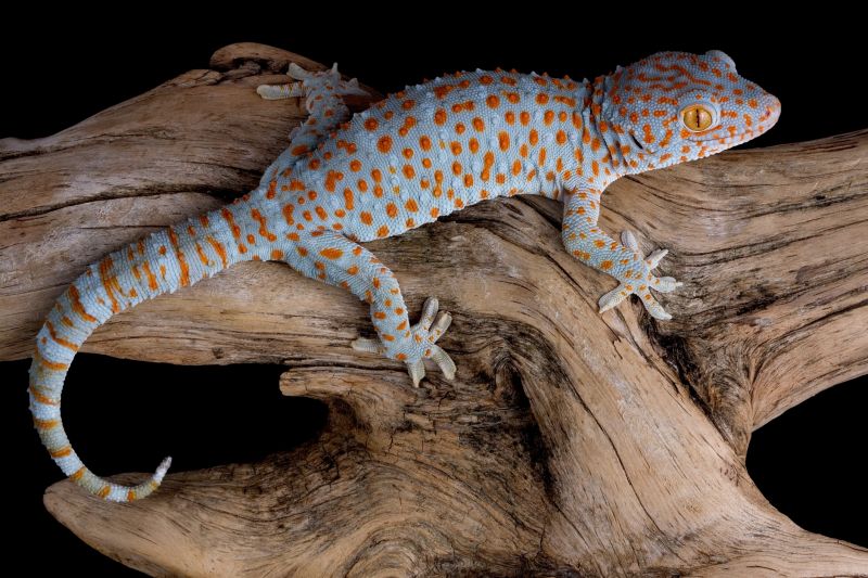 Lizard Removal Cost Guide — Cost of Lizard Removal