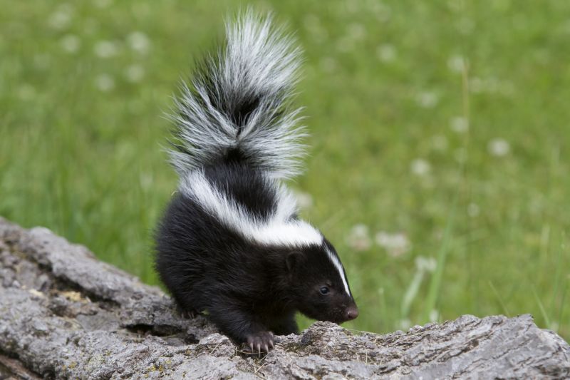 Skunk Extermination