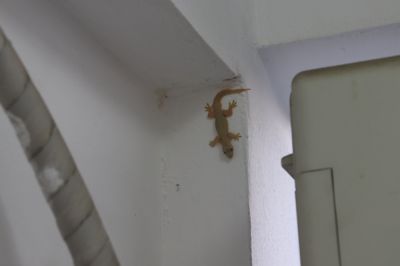 Get Lizards Removed and Prevent Future Infestations