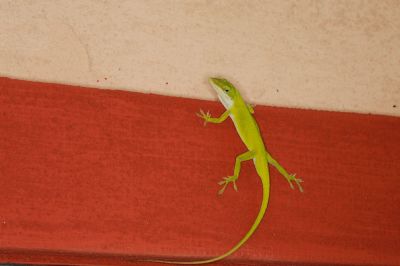 Safely Remove Lizards From Your Home or Business